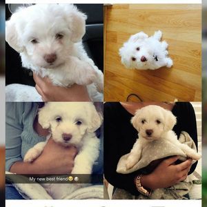 Meet your Posher, Beatriz